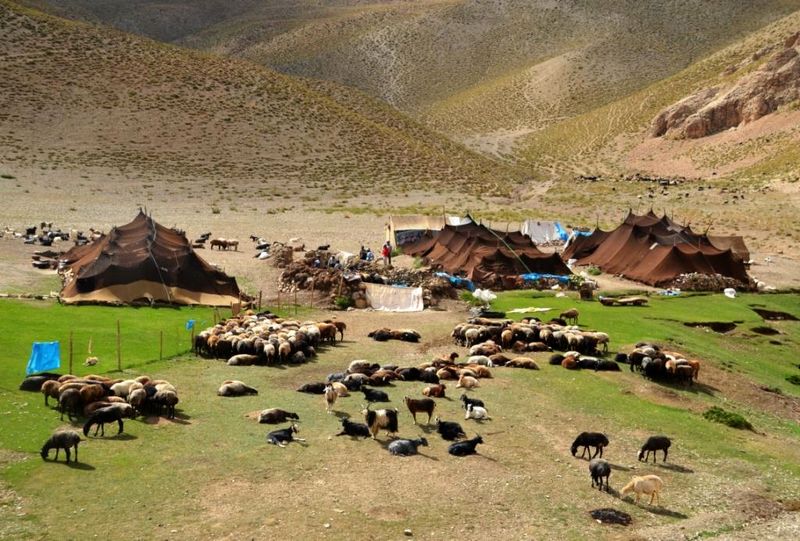پیش بینی افزایش 15 تا 20 درصدی تولیدات عشایر نسبت به سال گذشته در استان اصفهان