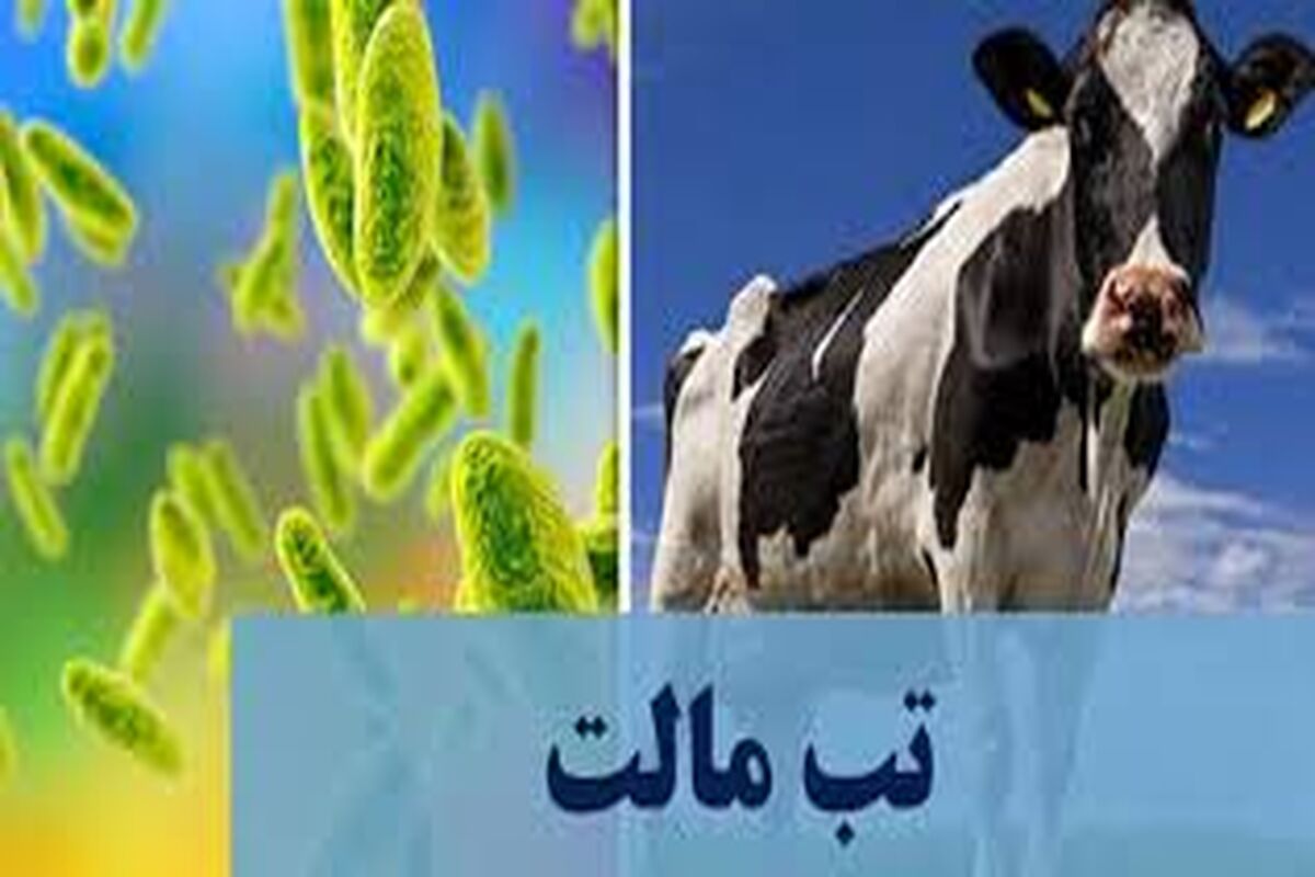 تب مالت