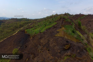 ضریب حفاظتی جنگل های کشور تا پایان برنامه ششم توسعه 100درصدی می شود
