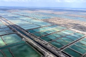 تولید ۲ برابری میگوی پرورشی در دستورکار است