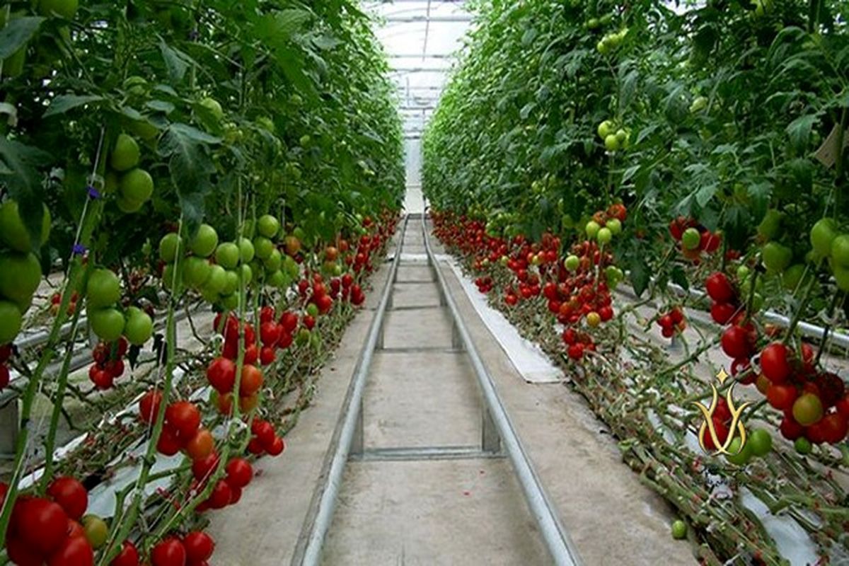 تولید گلخانه ای