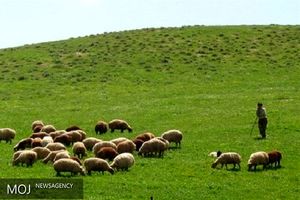 ورود زود هنگام دامداران به مراتع ممنوع است