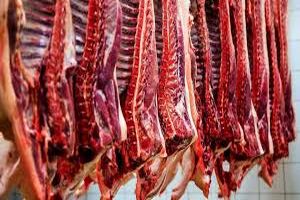 یک لاشه دام سنگین مبتلا به بیماری سل مرواریدی شناسایی و معدوم شد