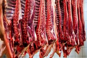 یک لاشه دام سنگین مبتلا به بیماری سل مرواریدی شناسایی و معدوم شد