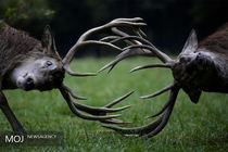 محدودیت غذایی باعث مهاجرت  یا  نابودی گونه های حیات وحش خواهد شد