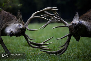 محدودیت غذایی باعث مهاجرت  یا  نابودی گونه های حیات وحش خواهد شد