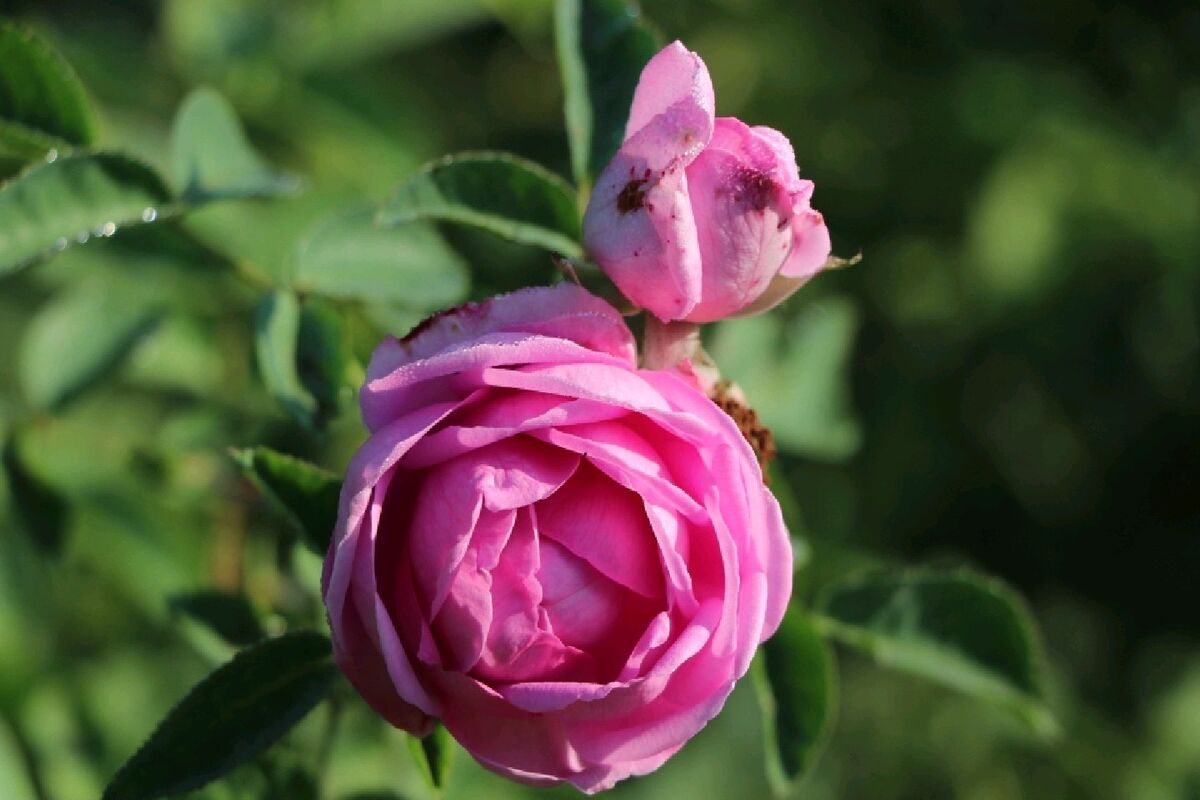 گل محمدی