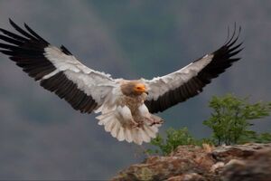 گونه ای نادر از کرکس، بعد از 25 سال به لشگردر ملایر بازگشت