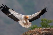 گونه ای نادر از کرکس، بعد از 25 سال به لشگردر ملایر بازگشت