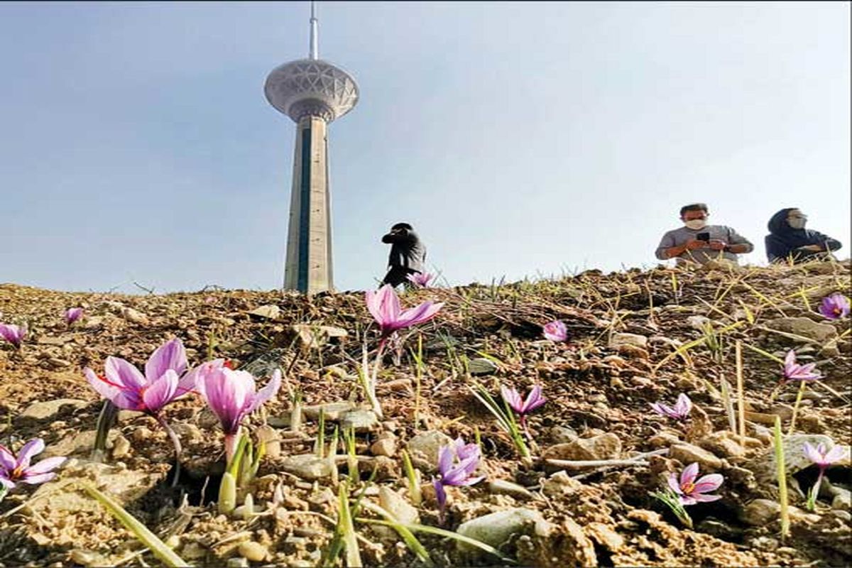 زعفران در برج میلاد