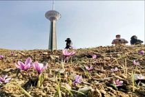 طلای سرخ در برج میلاد به بار نشست