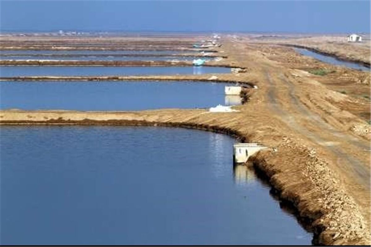 مزارش پرورش میگو