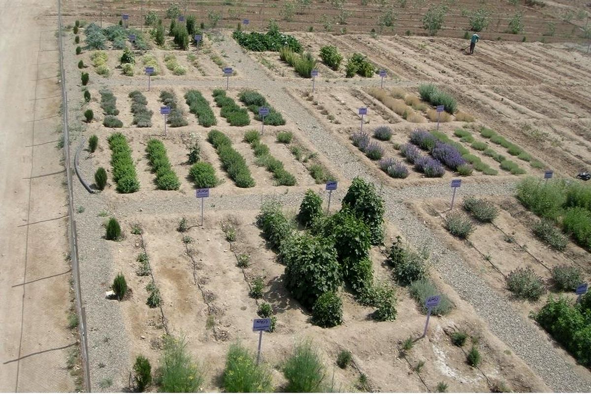 گیاهان دارویی