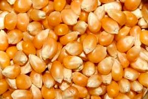 ذرت دامی در رتبه دوم اقلام عمده وارداتی به ایران قرار دارد 