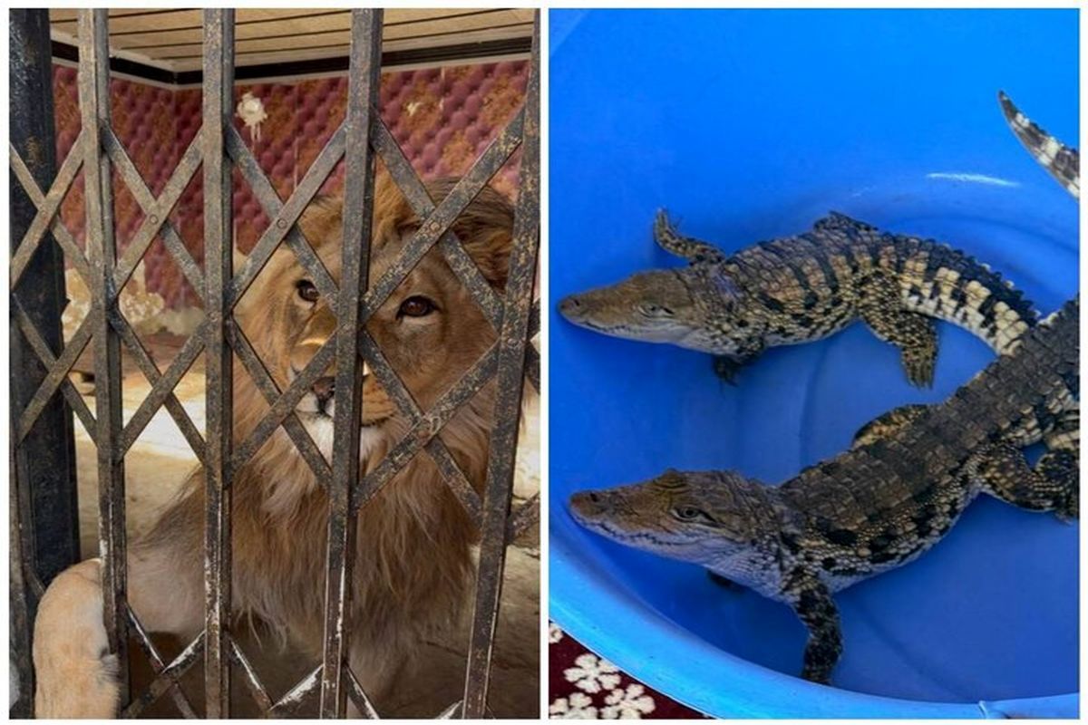 شیر، عقاب طلایی و تمساح در شهرستان شهریار کشف شد