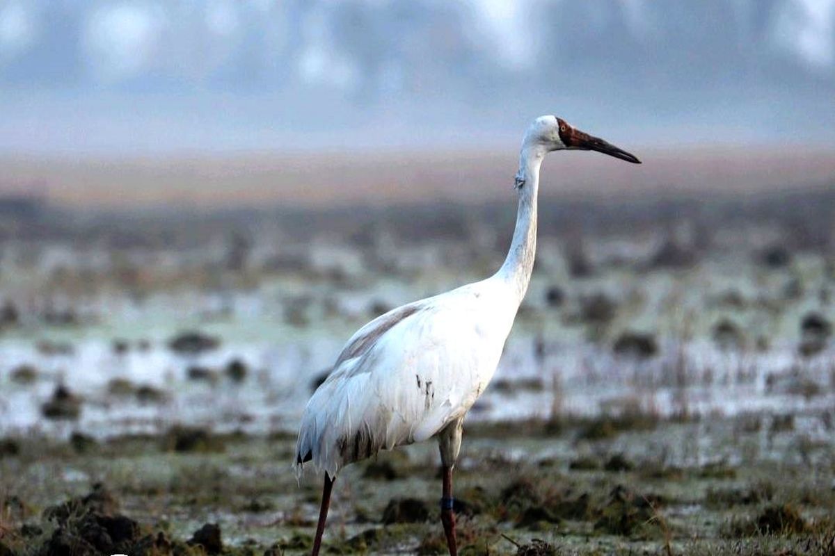 رهاسازی درنای سیبری در مازندران