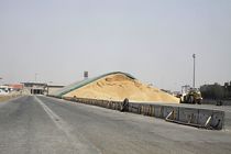 محل نگهداری گندم و ذرت در بندر شهید رجایی کاملا غیربهداشتی است