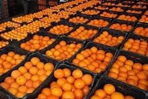 توزیع میوه شب عید از 23 اسفند آغاز می شود