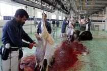 تب کریمه کنگو بیماری بومی هرمزگان 