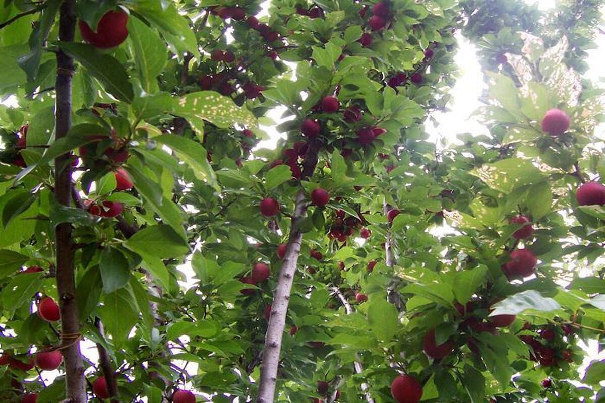 ارقام تجاری درختان میوه