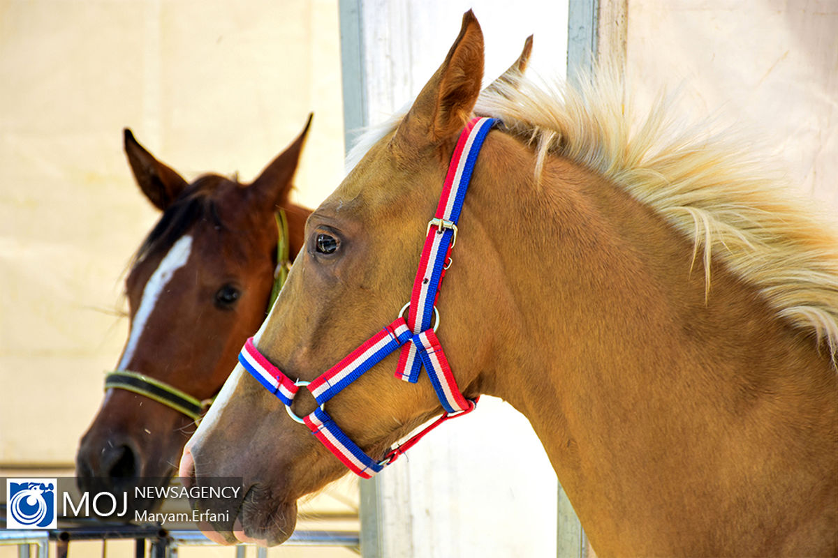 نوزدهمین نمایشگاه صنعت دام، طیور، آبزیان و دامپزشکی