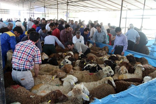 7 جایگاه بهداشتی عرضه دام برای عید قربان