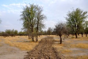 ساخت آتش بر در جنگل های نازدشت رودان