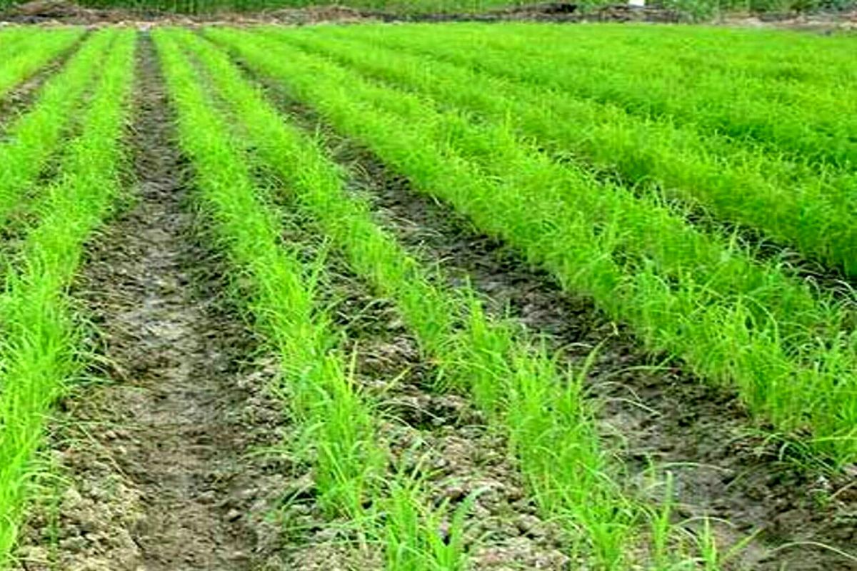 خشکه کاری برنج