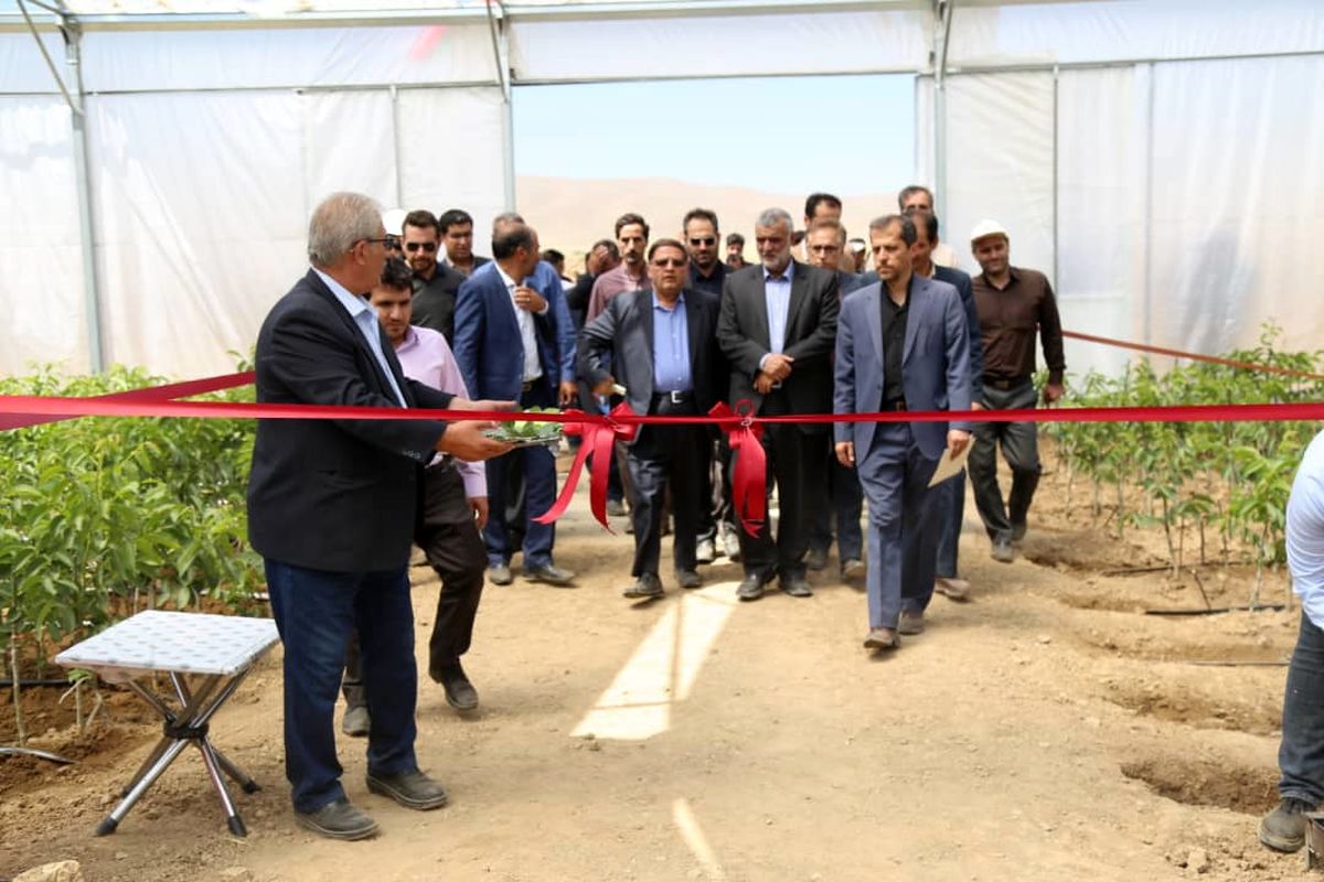 اقدام ارزشمند کشاورزان شهرستان تویسرکان در تولید پیوندک