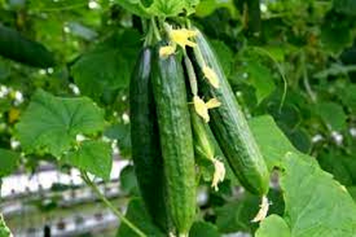 خیار گلخانه ای