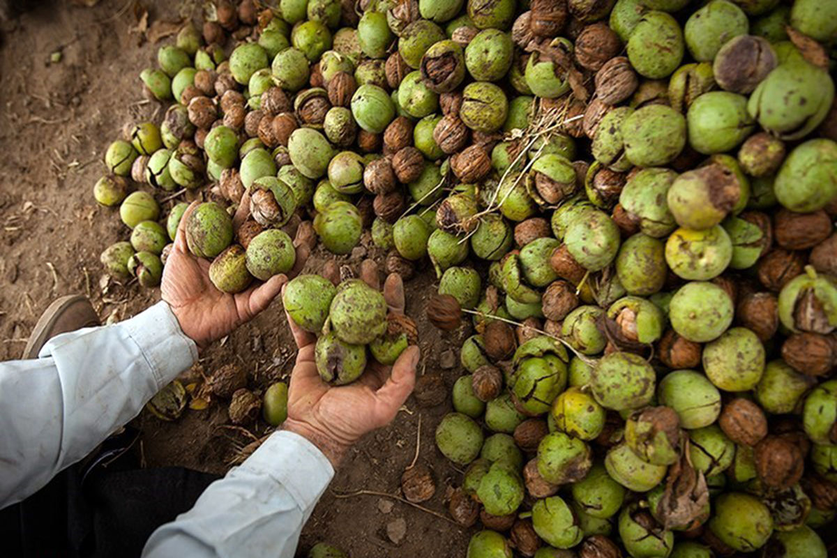 برداشت گردو