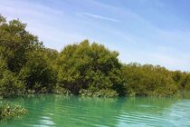 کاشت گونه های مانگرو در سواحل خلیج فارس آغاز شد