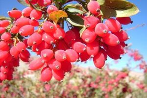 کشت 50 اصله نهال زرشک در شهرستان مبارکه