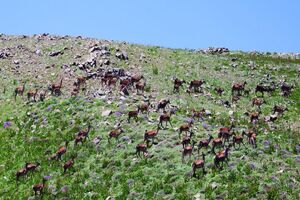 شروع فصل گاوبانکی و مستی مرال ها در مازندران