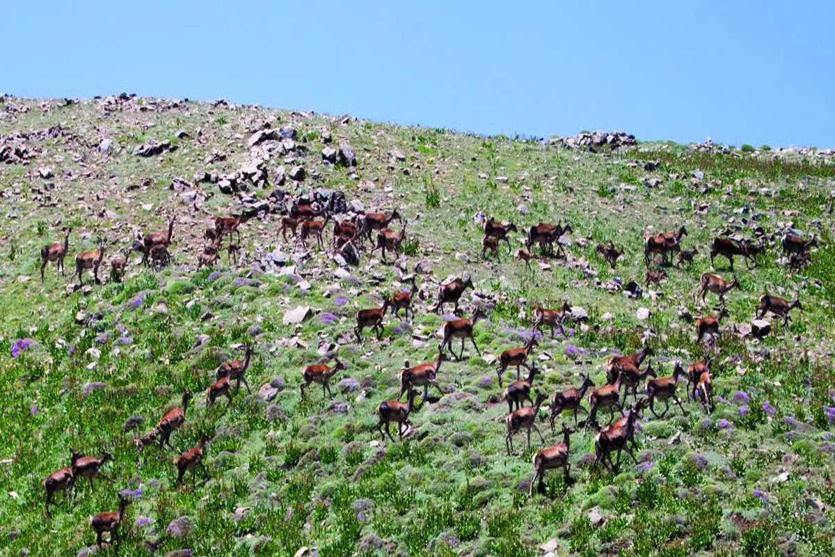 گاوبانکی