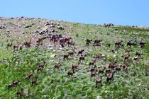 شروع فصل گاوبانکی و مستی مرال ها در مازندران