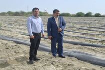 دادستان جاسک علیه ۱۹ متصرف غیرقانونی اراضی ملی اعلام جرم کرد
