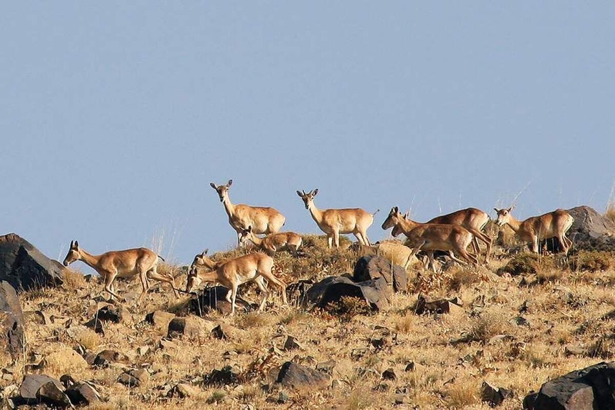  کهک