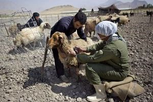 انجام ۵۰۵ هزار نوبت واکسیناسیون دام در ساوه