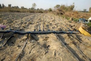 کشت  گل گلایول در زرآباد