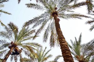 برداشت خرما از نخلستان‌های بشاگرد