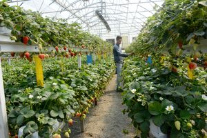 تحقق ۹۲درصدی تعهد اشتغال در بخش کشاورزی استان قزوین