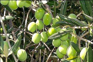 پیش بینی برداشت بیش از 750 تن زیتون از باغات استان اصفهان