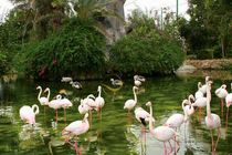 باغ پرندگان اصفهان تعطیل شد