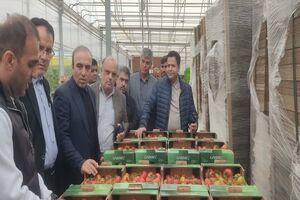 توسعه کشت گلخانه ای برای تحقق اهداف اقتصاد مقاومتی در برنامه دولت محلی