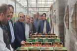 توسعه کشت گلخانه ای برای تحقق اهداف اقتصاد مقاومتی در برنامه دولت محلی