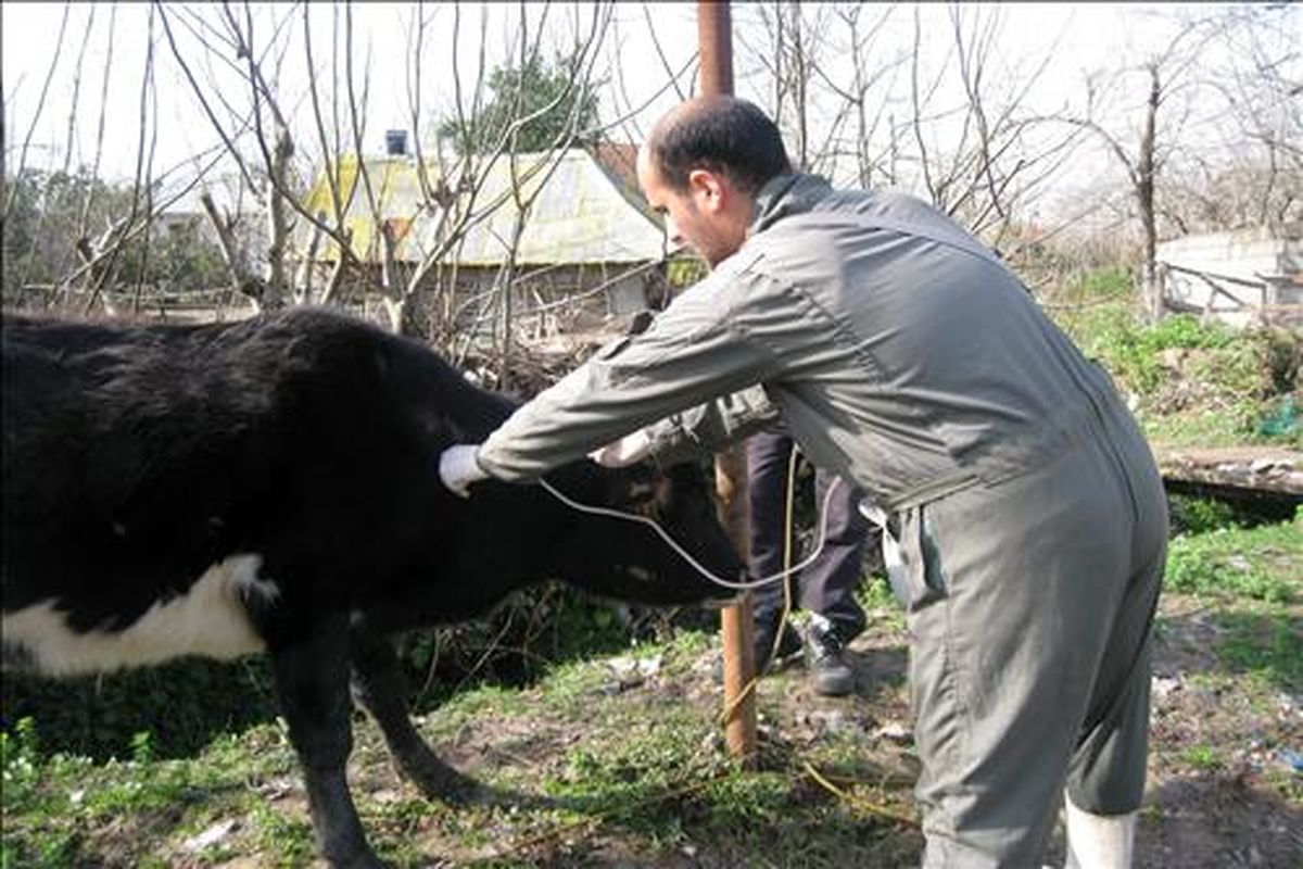 واکسن تب برفکی