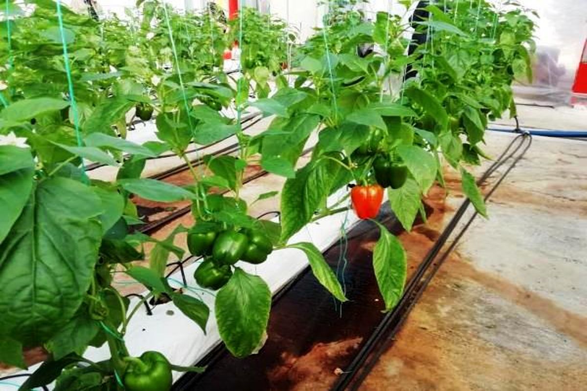 کشت هیدروپونیک در مازندران