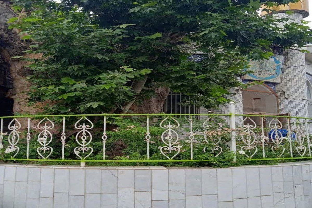 درخت چنار شاندیز