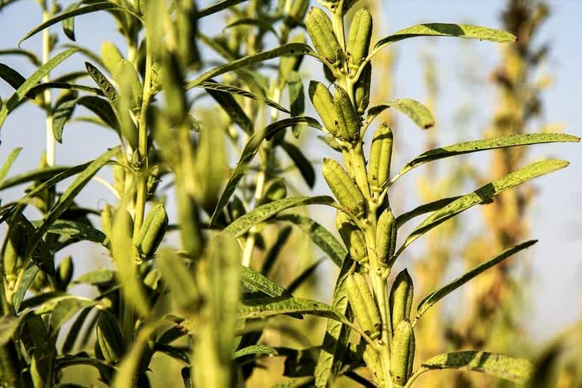 برداشت کنجد 